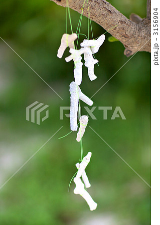 南国の海の音色　珊瑚の風鈴 3156904