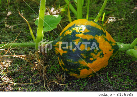 まだら模様のカボチャ　カボチャ 3156938
