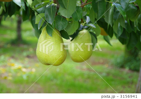洋梨　成熟中の洋梨 3156941