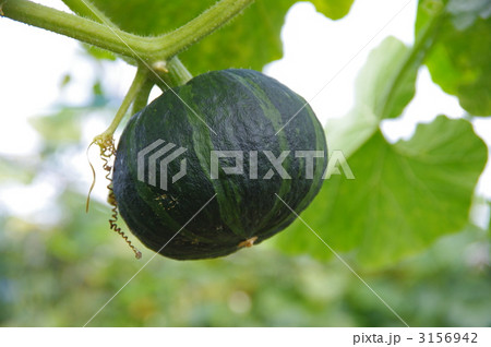 カボチャの実　カボチャ 3156942
