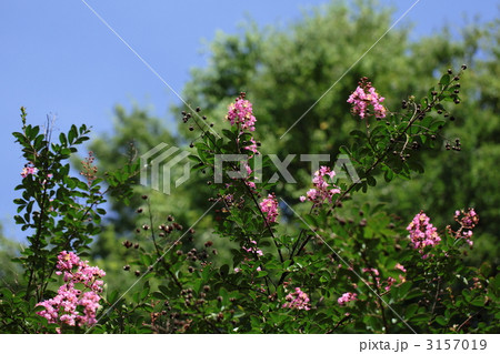 サルスベリの花 3157019