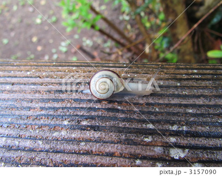 雨上がりのカタツムリ 雨上がりのカタツムリ 3157090