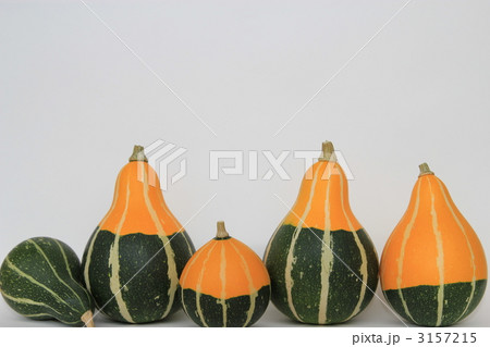 おもちゃ南瓜 おもちゃ南瓜 3157215