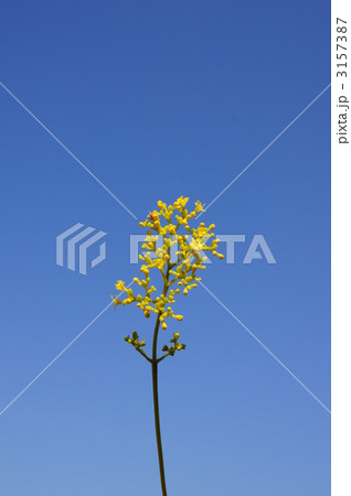 　女郎花と青空 3157387