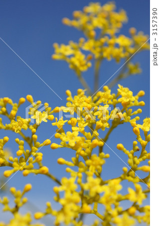女郎花と青空  女郎花と青空 3157390