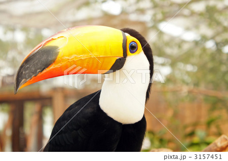 オニオオハシ 3157451