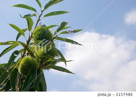 青空と枝に生る栗 3157486