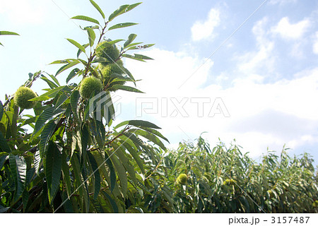 青空と栗畑 青空と栗畑 3157487