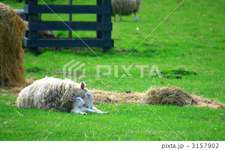 羊の親子 3157902