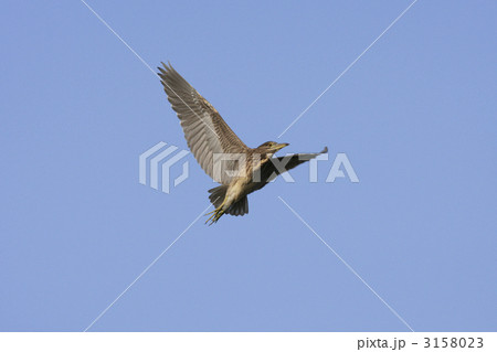 ホシゴイ（ゴイサギ幼鳥） 3158023