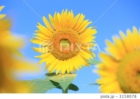 ヒマワリ ヒマワリ 3158078