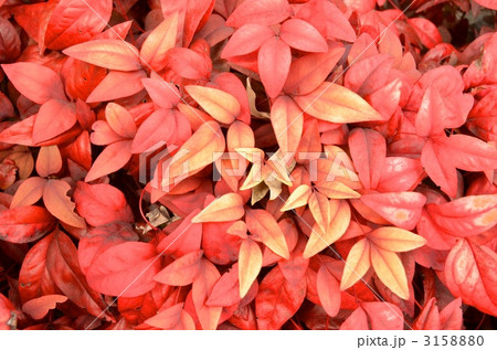 紅葉するオタフクナンテンの葉 3158880