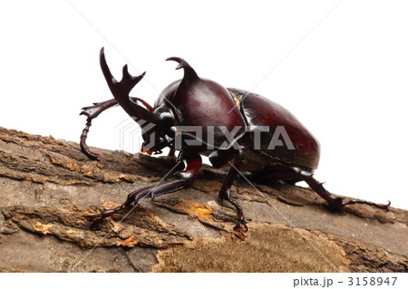 カブトムシ 3158947