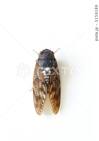 アブラゼミ アブラゼミ 3159189