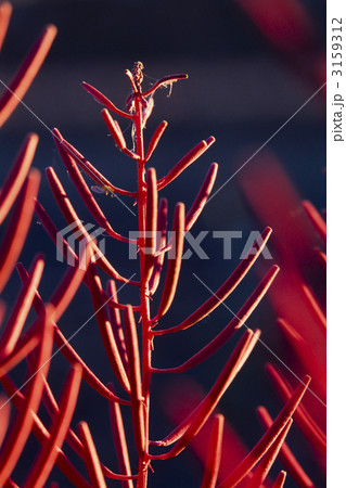 秋の日差しの中のヤナギランの種房 3159312