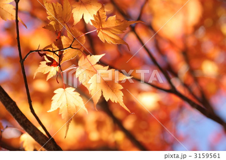 コミネカエデの紅葉 コミネカエデの紅葉 3159561