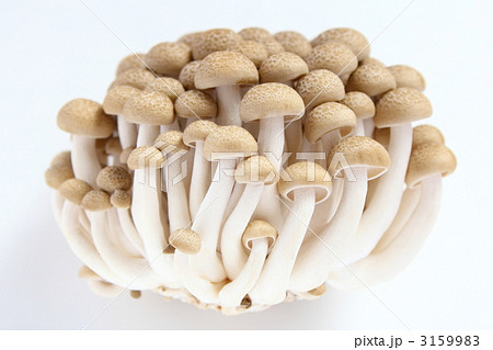 ぶなしめじ 3159983