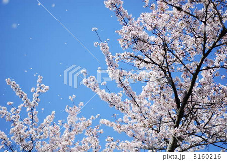天龍寺の桜吹雪 天龍寺の桜吹雪 3160216