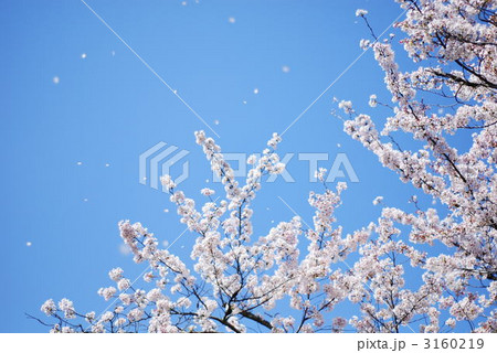 天龍寺の桜吹雪 天龍寺の桜吹雪 3160219
