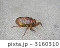 抜け殻になる前のセミ 3160310