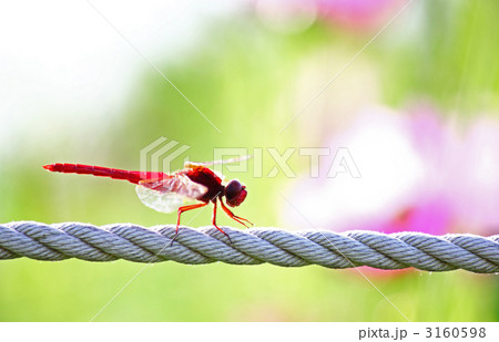赤トンボ 3160598