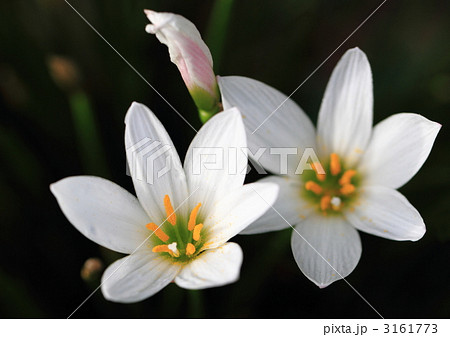 タマスダレの花 3161773