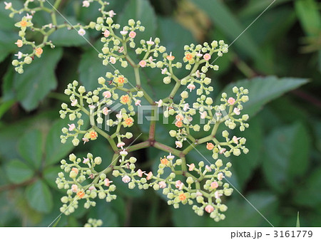 多数平面状に小花を咲かせるヤブガラシの花 3161779