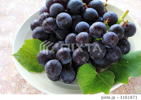 ぶどう　Ⅱ 3161871