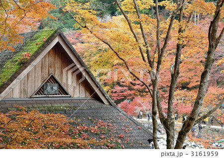 苔生す庵の屋根と落葉 苔生す庵の屋根と落葉 3161959