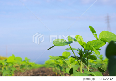 夏の大豆畑 夏の大豆畑 3162232