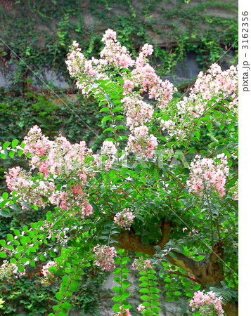 サルスベリの木 3162356