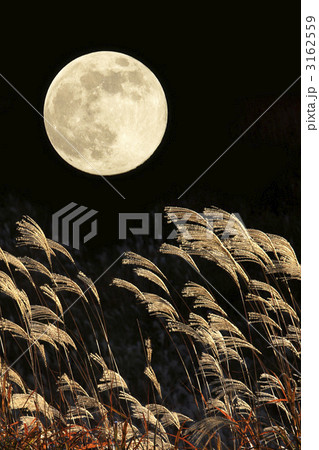 ススキと満月 3162559