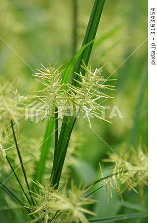 蚊帳吊草　密集 3163454