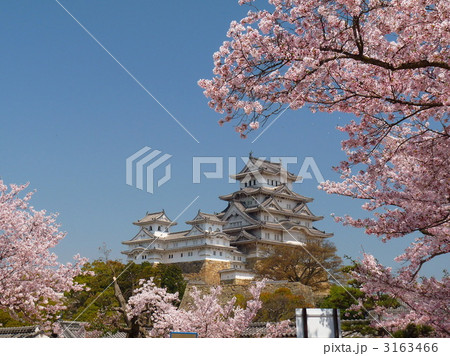 姫路城と桜 3163466