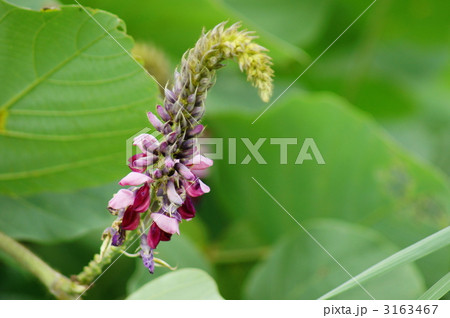 秋の季語 葛の花の写真素材