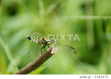 塩辛蜻蛉　雌　麦藁蜻蛉です。 3163473