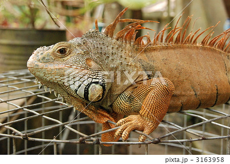 イグアナ（バリ島／インドネシア） 3163958