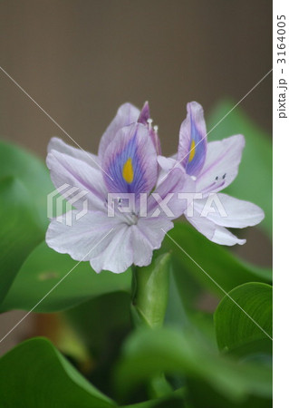 ホテイアオイ 3164005