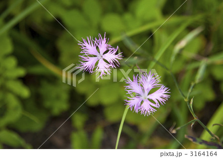 ナデシコ　(撫子) 3164164