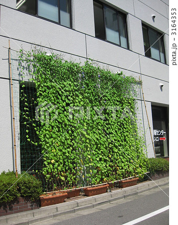 緑のカーテン　西洋朝顔 3164353