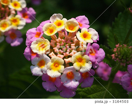 ランタナ 3164503