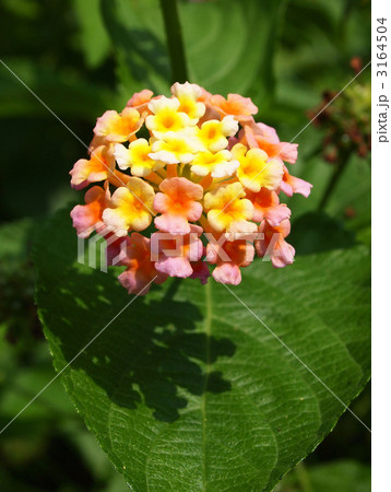 ランタナ 3164504