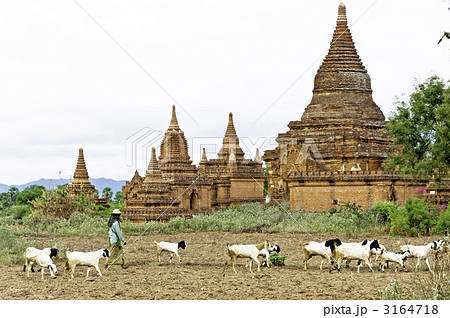 ミャンマー 寺院 農夫 山羊 ミャンマー 寺院 農夫 山羊 3164718