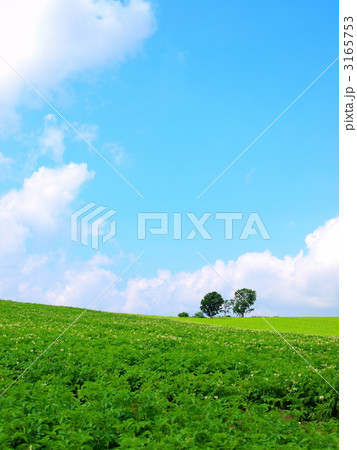 親子の木 3165753