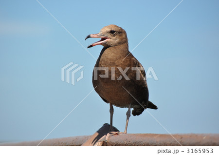 オオセグロカモメ幼鳥 3165953