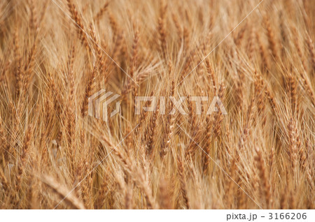 熟す「ゆめちから」 熟す「ゆめちから」 3166206