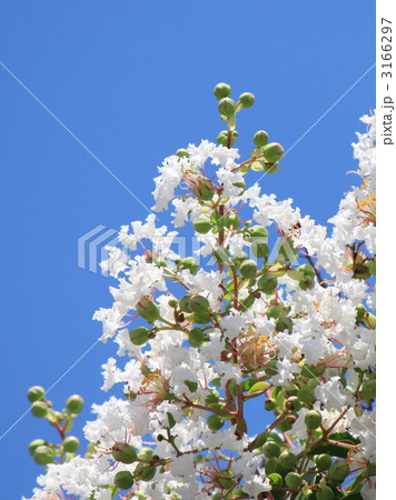青空に映えるサルスベリ(白花) 青空に映えるサルスベリ(白花) 3166297
