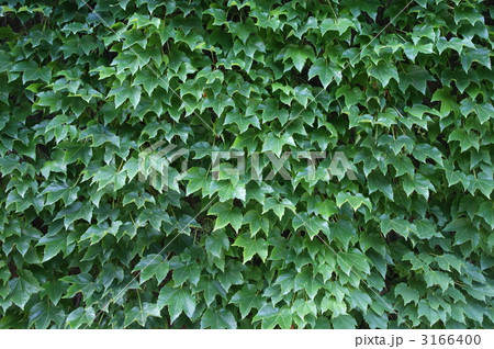 アイビースクエア アイビースクエア 3166400