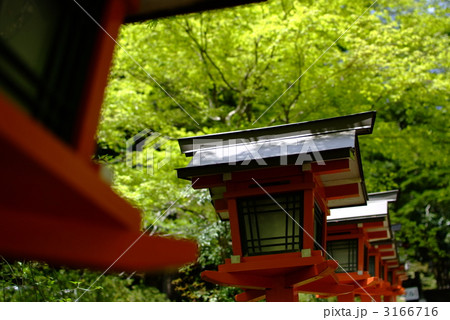 黄色い花と春日灯籠 3166716