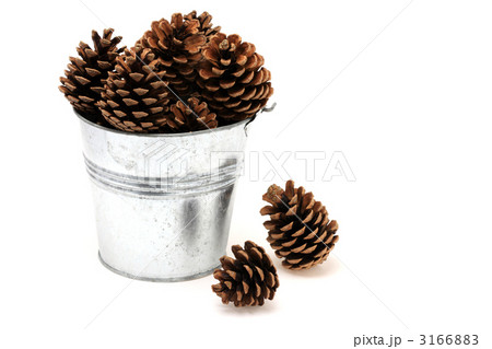 松ぼっくり 3166883